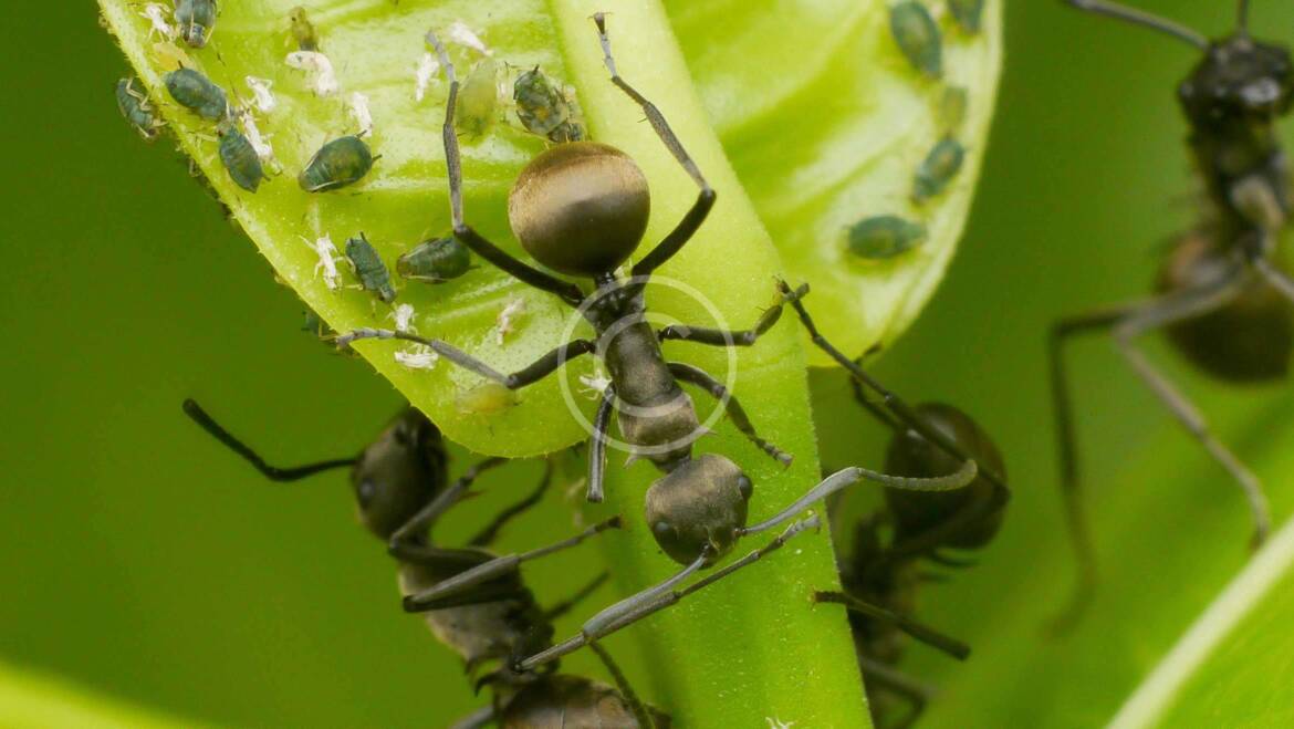 How To Clean and Evict Dangerous Insects