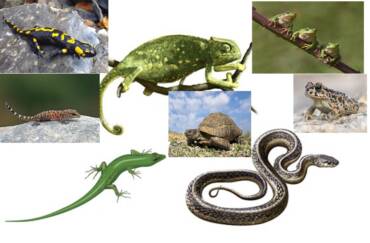 Απωθήσεις Eρπετών